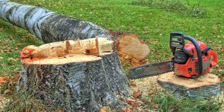 Best Utility Line Clearance  in Cedar Grove, WI