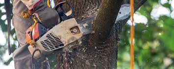  Cedar Grove, WI Tree Services Pros