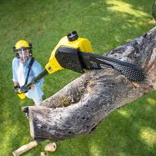 Best Lawn Renovation and Restoration  in Cedar Grove, WI