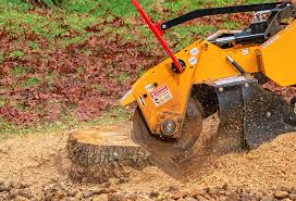 Best Hazardous Tree Removal  in Cedar Grove, WI