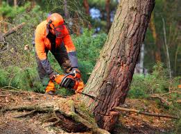 How Our Tree Care Process Works  in  Cedar Grove, WI