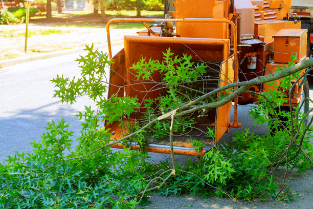 Best Palm Tree Trimming  in Cedar Grove, WI