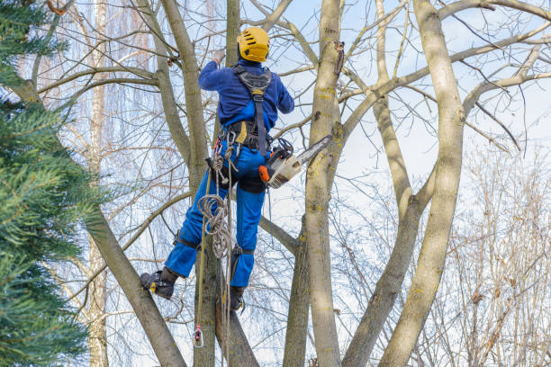 Best Tree Cabling and Bracing  in Cedar Grove, WI