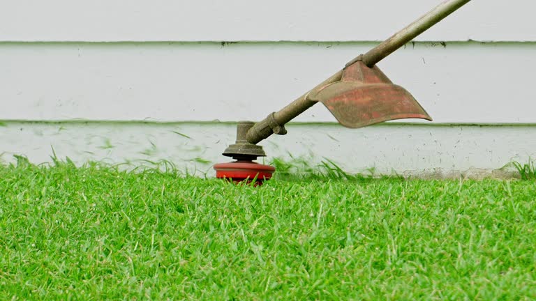 Best Tree Disease Treatment  in Cedar Grove, WI