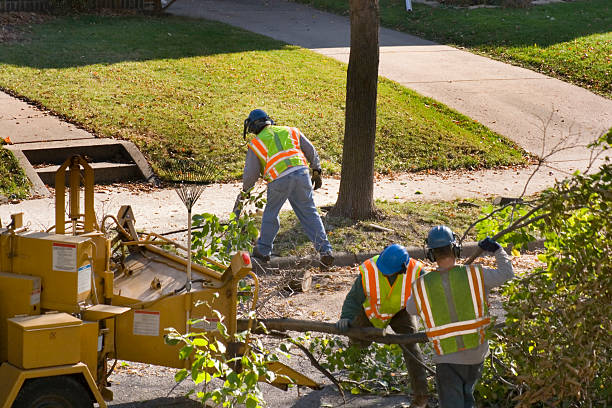 Best Emergency Tree Removal  in Cedar Grove, WI