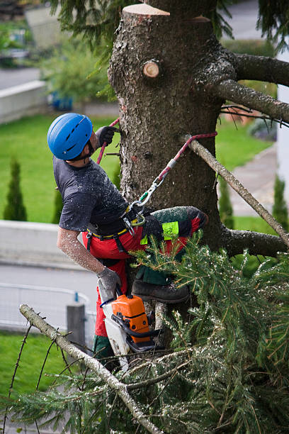 Best Storm Damage Tree Cleanup  in Cedar Grove, WI