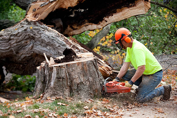 Best Tree Health Inspection  in Cedar Grove, WI