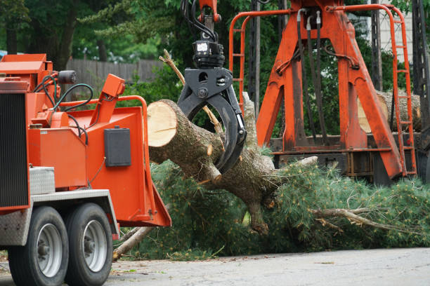 Best Lawn Mowing  in Cedar Grove, WI