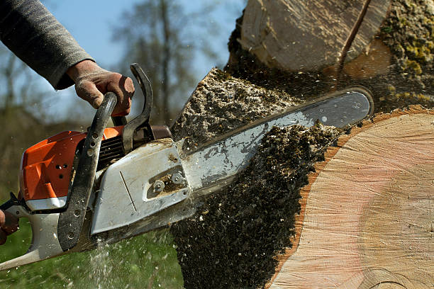 Reliable Cedar Grove, WI Tree Services Solutions