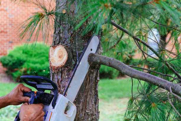 Best Hedge Trimming  in Cedar Grove, WI